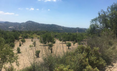 Land in limnatis. χωραφι στο χωριο λιμνατη. 