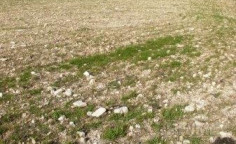 Spacious land for sale in Marathounta, Paphos