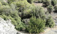 Residential 112526 m2 for sale in Foinikaria, Limassol