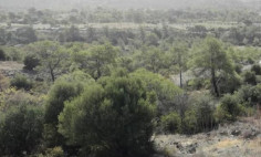Residential 112526 m2 for sale in Foinikaria, Limassol
