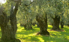 Land for sale in Kelokedara, Paphos