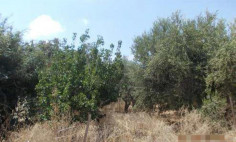 Spacious residential for sale in Emba, Paphos