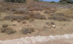 (agricultural) in Agios Ambrosios, Limassol for sale , Limassol