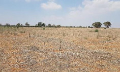 Land 2978 m2 for sale in Avgorou, Famagusta