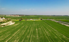 Two adjoining fields in Tersefanou , Larnaca , Larnaca