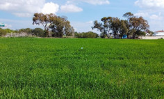 Touristic field in Sotira, Famagusta , Famagusta