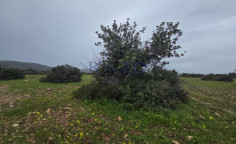 Large 6000m2 field for sale in Pentakomo , Limassol