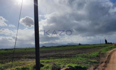 Large field plot for sale in Peristerona village , Nicosia