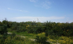 Spacious residential 11085 m2 for sale in Kolossi, Limassol