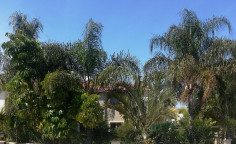 A beautiful detached villa with mature garden 2nd line from the beach in Meneou for sale! 