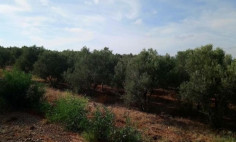 Large residential for sale in Astromeritis, Nicosia