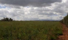 (agricultural) in Paliometocho, Nicosia for sale , Nicosia