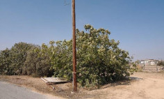 (residential) in Mazotos, Larnaca for sale , Larnaca