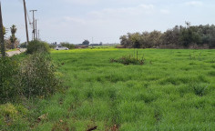 Land 5610m2 for sale in Avgorou with building permit , Famagusta