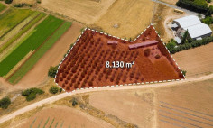 Residential 8130 m2 for sale in Kouklia, Paphos
