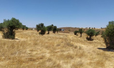 (agricultural) in Analiontas, Nicosia for sale , Nicosia