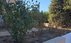Spacious 4 bedrooms house to rent in Strovolos