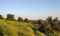 (agricultural) in Apesia, Limassol for sale , Limassol