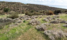 Land 7359 m2 for sale in Pissouri, Limassol