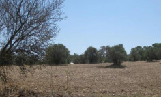 Residential 6031 m2 for sale in Psevdas, Larnaca