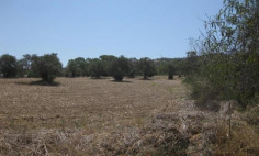 Residential 6031 m2 for sale in Psevdas, Larnaca