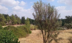 Beautiful residential for sale in Lythrodontas, Nicosia