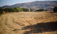 (residential) in Simou, Paphos for sale , Paphos