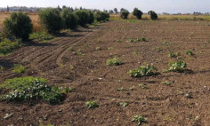 Residential 3454 m2 for sale in Perivolia, Larnaca