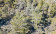 For sale, land, field, Limassol, monagri, 27,760m&sup2;, &euro;49,000 