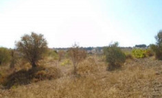 For sale, land, Paphos, Drouseia, 4,794m&sup2;, &euro;70,000 , Paphos