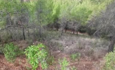 For sale, land, field, Limassol, Pelendri, 1,505m&sup2;, &euro;1,000 