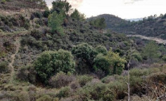 For sale, land, Limassol, Laneia, 26,788m&sup2;, &euro;80,000 