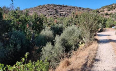 For sale, land, field, Limassol, Fasoula, 762m&sup2;, &euro;12,000 , Limassol