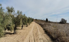 For sale, land, Paphos, Akoursos, 5,017m&sup2;, &euro;13,000 