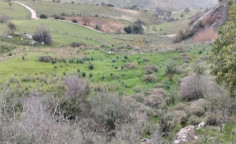 For sale, land, Paphos, Akoursos, 6,355m&sup2;, &euro;17,000 