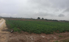 For sale, land, Nicosia, orounta, 3,011m&sup2;, &euro;24,000 