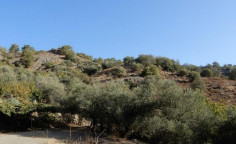 For sale, land, Limassol, Agios Mamas, 5,017m&sup2;, &euro;12,000 