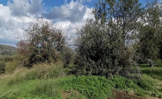 For sale, land, Paphos, Giolou, 3,679m&sup2;, &euro;65,000 , Paphos
