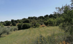 For sale, land, field, Paphos, kritou marottou, 3,178m&sup2;, &euro;13,000 