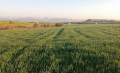 For sale, land, Nicosia, Psimolofou, 5,677m&sup2;, &euro;54,000 