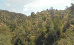 For sale, land, Limassol, Kalo Chorio, 11,037m&sup2;, &euro;20,000 