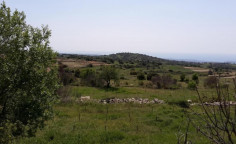 Agricultural 3639 m2 for sale in Pachna