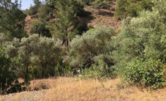 For sale, land, Limassol, Kalo Chorio, 7,191m&sup2;, &euro;14,000 