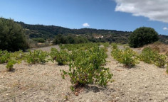 For sale, land, Paphos, Psathi, 3,926m², €20,000 For sale, land, Paphos, Psathi, 3,926m², €20,000
