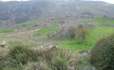 For sale, land, Paphos, Drouseia, 9,365m&sup2;, &euro;21,000 , Paphos