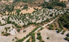 For sale, land, field, Paphos, Lysos, 6,355m&sup2;, &euro;40,000 