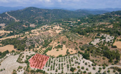 For sale, land, field, Paphos, Lysos, 6,355m&sup2;, &euro;40,000 