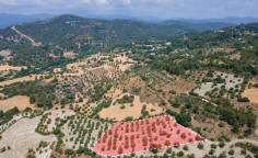For sale, land, field, Paphos, Lysos, 9,031m&sup2;, &euro;55,000 