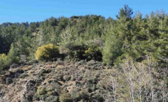 For sale, land, Limassol, kaminaria, 5,352m&sup2;, &euro;3,000 