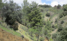 For sale, land, Limassol, kaminaria, 3,679m&sup2;, &euro;3,000 